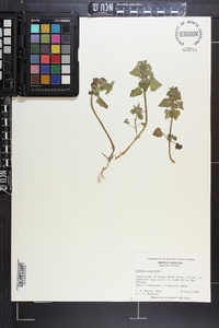 Lamium purpureum image