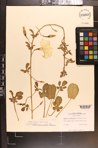 Ipomoea imperati image