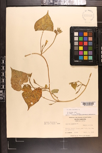 Ipomoea lacunosa image