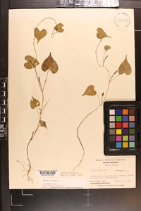 Ipomoea lacunosa image