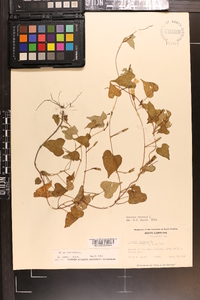 Ipomoea lacunosa image