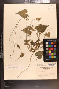 Ipomoea lacunosa image