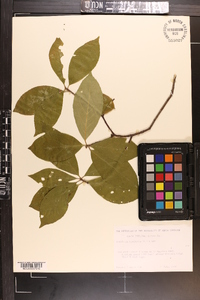 Symplocos tinctoria image