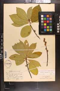 Symplocos tinctoria image