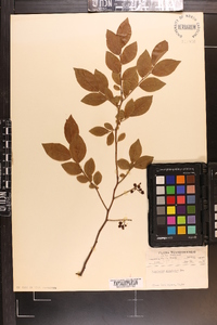 Vaccinium simulatum image