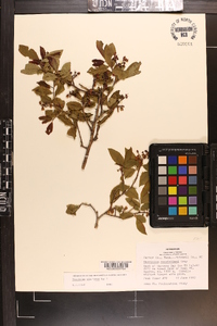 Vaccinium simulatum image