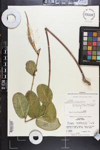 Asclepias amplexicaulis image
