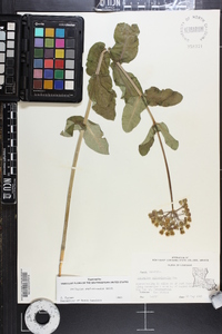 Asclepias amplexicaulis image