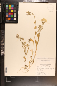 Phlox drummondii image