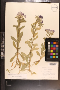 Phlox drummondii image