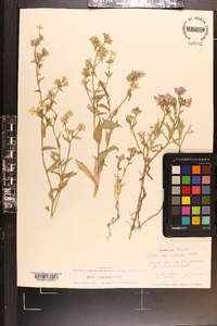 Phlox drummondii image