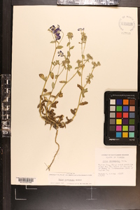 Phlox drummondii image