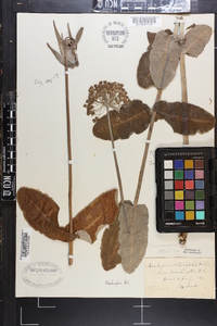 Asclepias amplexicaulis image