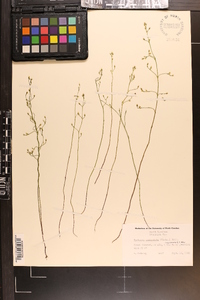 Bartonia paniculata image