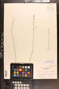 Bartonia paniculata image