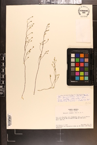 Bartonia paniculata image