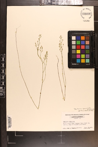 Bartonia paniculata image