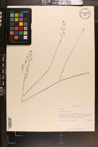 Bartonia paniculata image