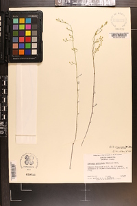 Bartonia paniculata image