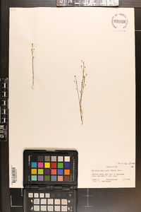 Bartonia paniculata image