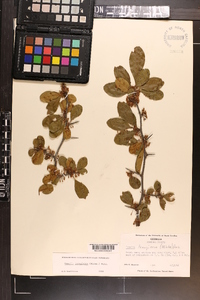 Sideroxylon lanuginosum subsp. lanuginosum image