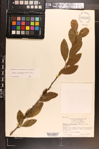 Sideroxylon lanuginosum image