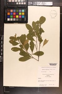 Sideroxylon lanuginosum image