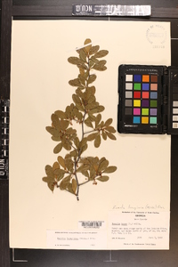 Sideroxylon lanuginosum subsp. lanuginosum image