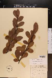 Sideroxylon lanuginosum subsp. lanuginosum image