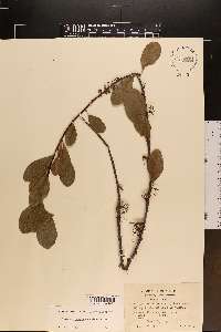 Sideroxylon lanuginosum subsp. lanuginosum image