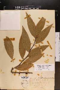 Sideroxylon lycioides image