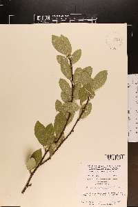 Sideroxylon lycioides image