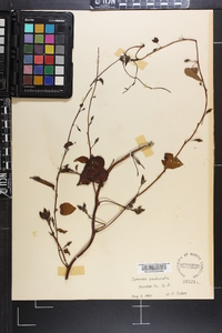Ipomoea pandurata image