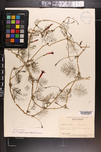 Ipomoea quamoclit image