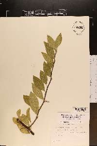 Sideroxylon lycioides image