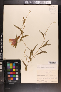 Ipomoea sagittata image