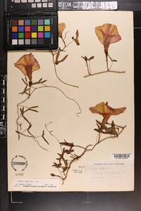 Ipomoea sagittata image