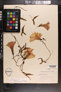 Ipomoea sagittata image