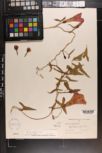 Ipomoea sagittata image