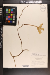 Ipomoea alba image