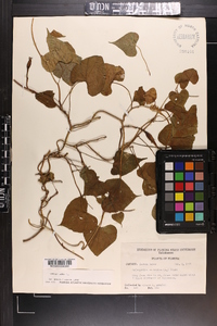 Ipomoea alba image