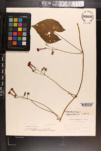 Ipomoea coccinea image