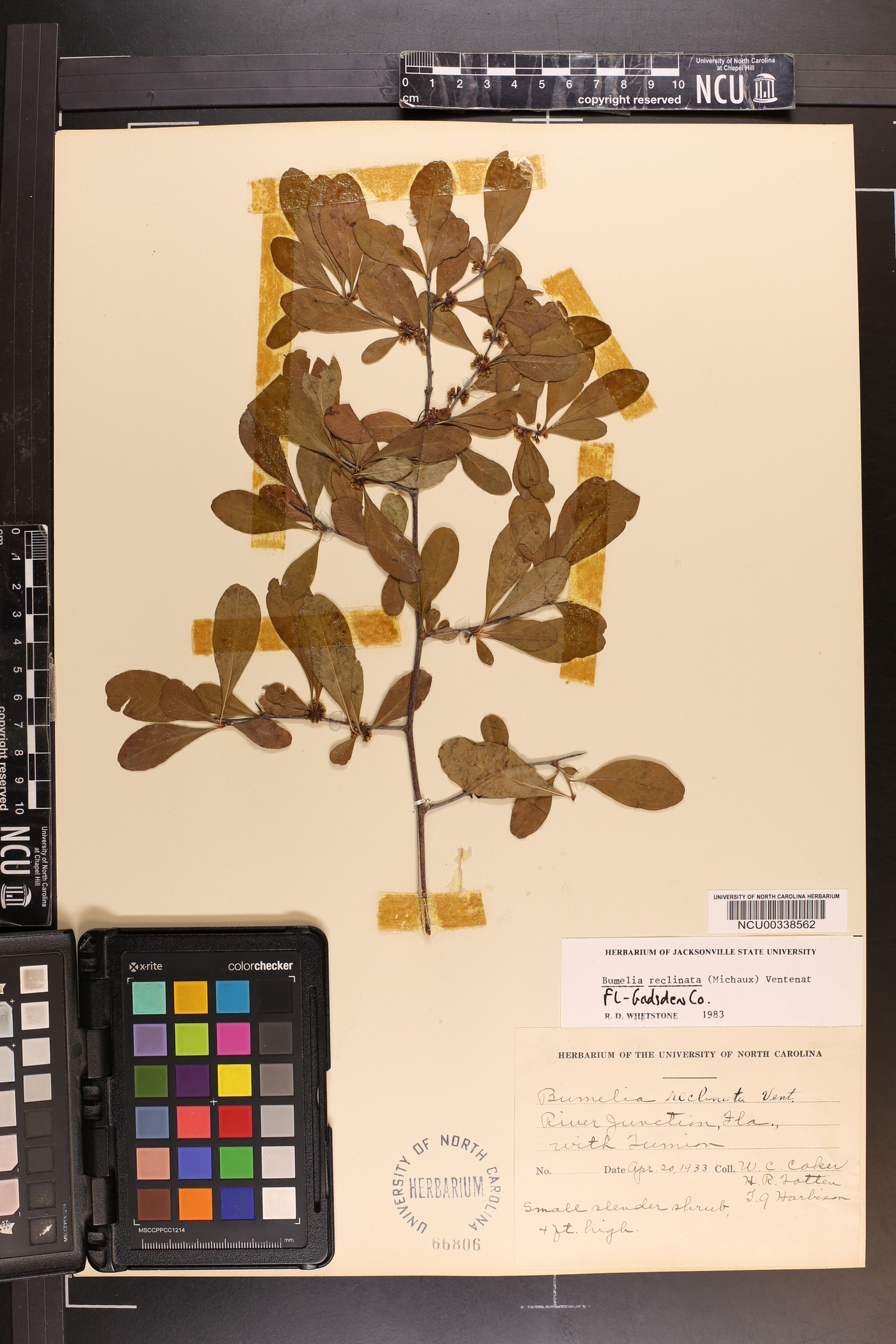 Bumelia reclinata image