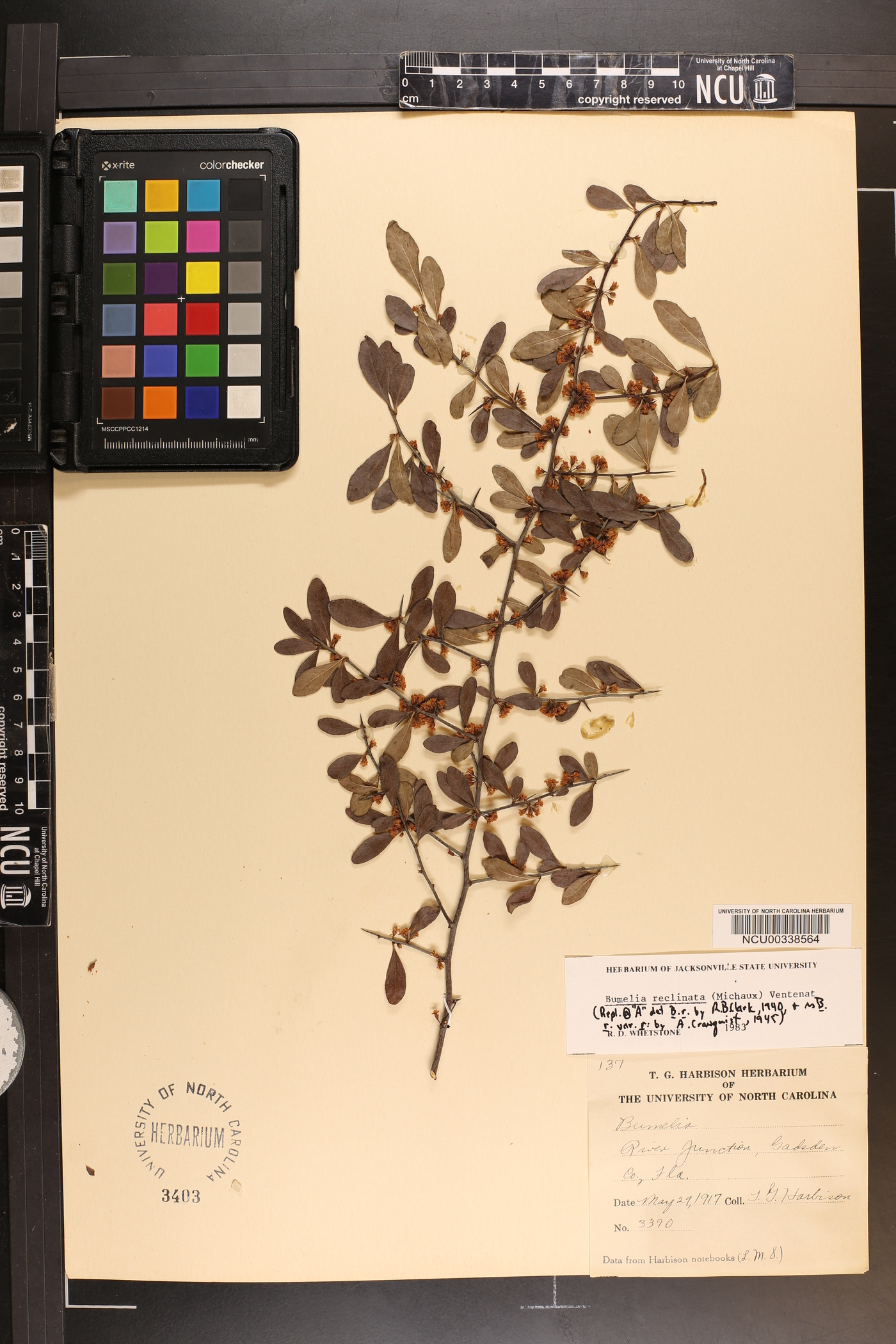 Bumelia reclinata image