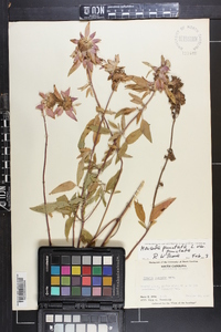 Monarda punctata image