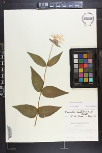 Monarda bradburiana image