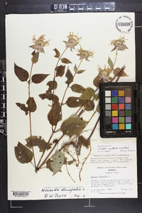 Monarda clinopodia image