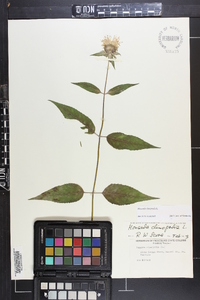 Monarda clinopodia image