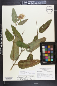 Monarda clinopodia image