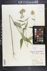 Monarda clinopodia image